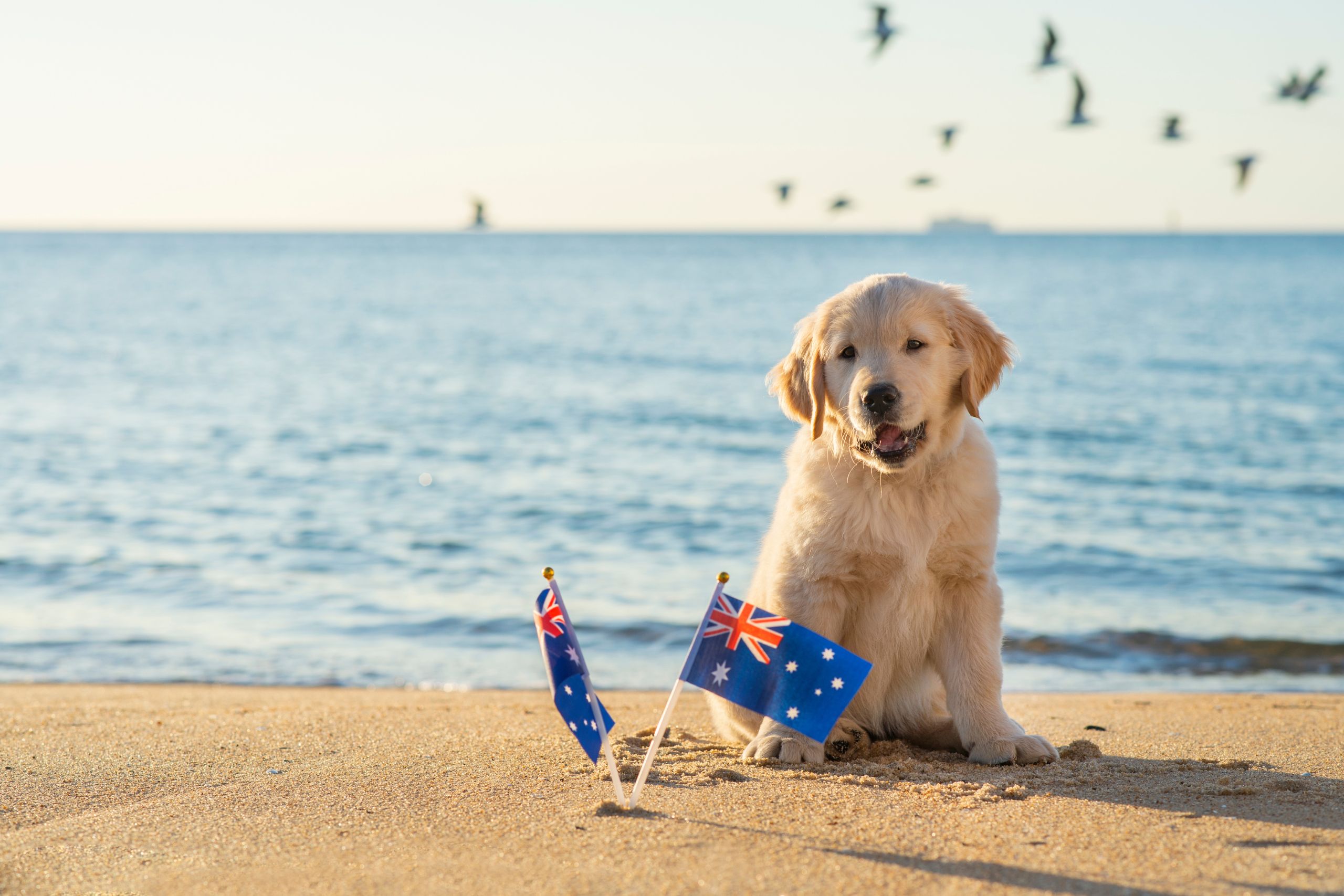 Bringing your pets to Australia